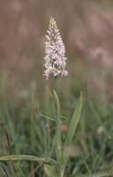 Orchis de Fuchs