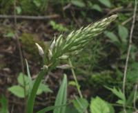 Orchis de Fuchs