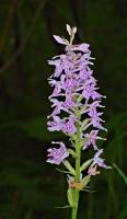 Orchis de Fuchs