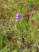 Orchis de Fuchs