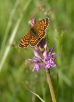 Orchis de Fuchs