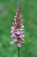 Orchis de Fuchs