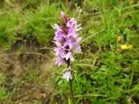 Orchis de Fuchs