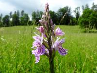 Orchis de Fuchs