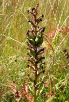 Orchis maculé