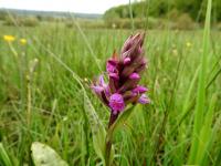 Orchis de mai