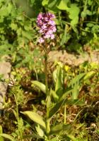 Orchis de mai