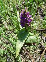 Orchis de mai