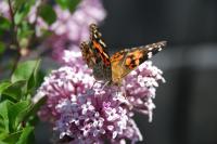 Lilas de Meyer