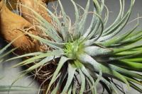 Tillandsia ionantha