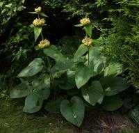 Phlomis de Russell