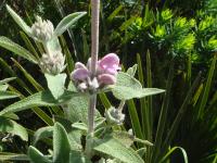 Phlomis rose