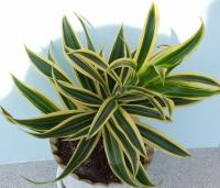 Dracaena deremensis