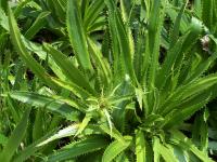 Panicaut à feuilles d'agave