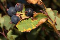 Amélanchier à feuilles d'aulne