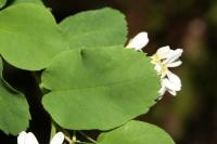 Amélanchier à feuilles d'aulne