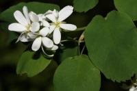 Amélanchier à feuilles d'aulne