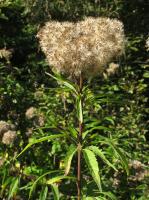 Eupatoire à feuilles de chanvre