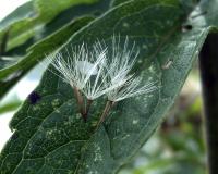 Eupatoire à feuilles de chanvre