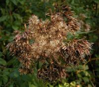 Eupatoire à feuilles de chanvre