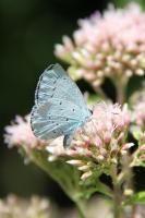 Eupatoire à feuilles de chanvre