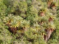 Cordyline indivisa