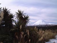 Cordyline indivisa