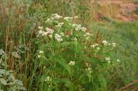 Eupatoire perfoliée