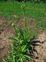 Panicaut à feuilles de yucca