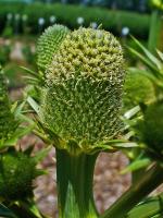 Panicaut à feuilles de yucca