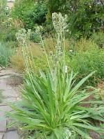 Panicaut à feuilles de yucca