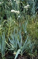 Panicaut à feuilles de yucca