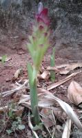 Curcuma aromatica