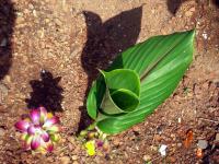 Curcuma aromatica