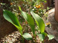 Curcuma aromatica