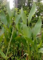 Curcuma aromatica