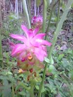 Curcuma aromatica