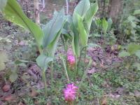 Curcuma aromatica