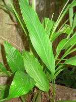 Curcuma aromatica