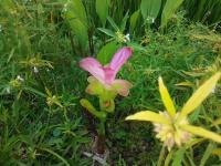 Curcuma aromatica