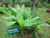 Curcuma aromatica