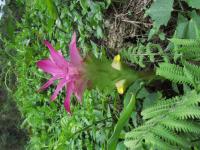 Curcuma aromatica