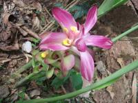 Curcuma aromatica