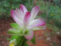 Curcuma aromatica