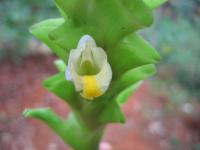 Curcuma aromatica