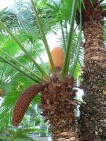 Cycas enroulé