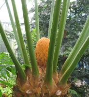 Cycas enroulé