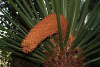 Cycas enroulé