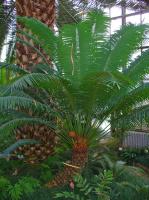 Cycas enroulé