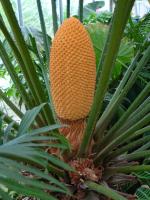 Cycas enroulé